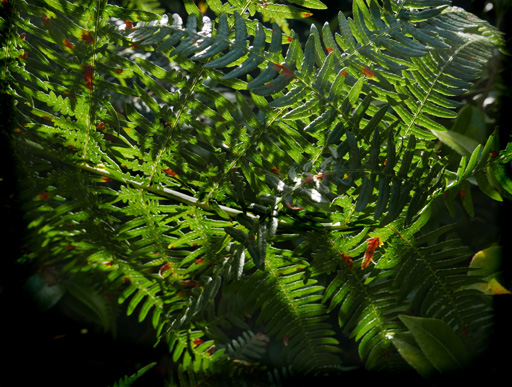 Ferns backlit with sun - Devon
